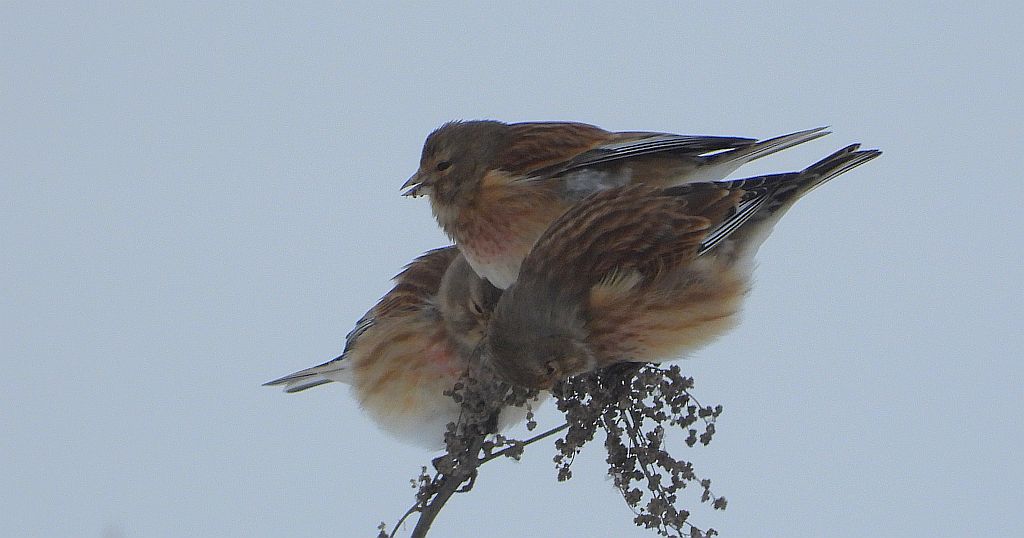 Makolągwa zwyczajna, makolągwa (Linaria cannabina)
