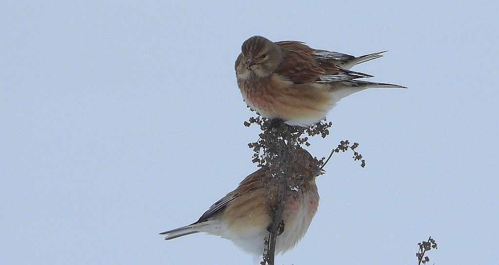 Makolągwa zwyczajna, makolągwa (Linaria cannabina)