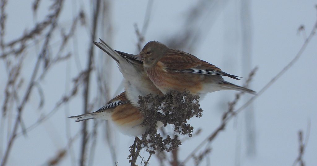 Makolągwa zwyczajna, makolągwa (Linaria cannabina)