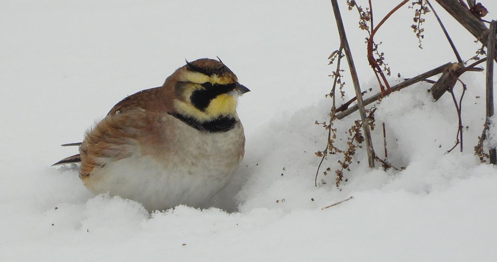 Górniczek (Eremophila alpestris)