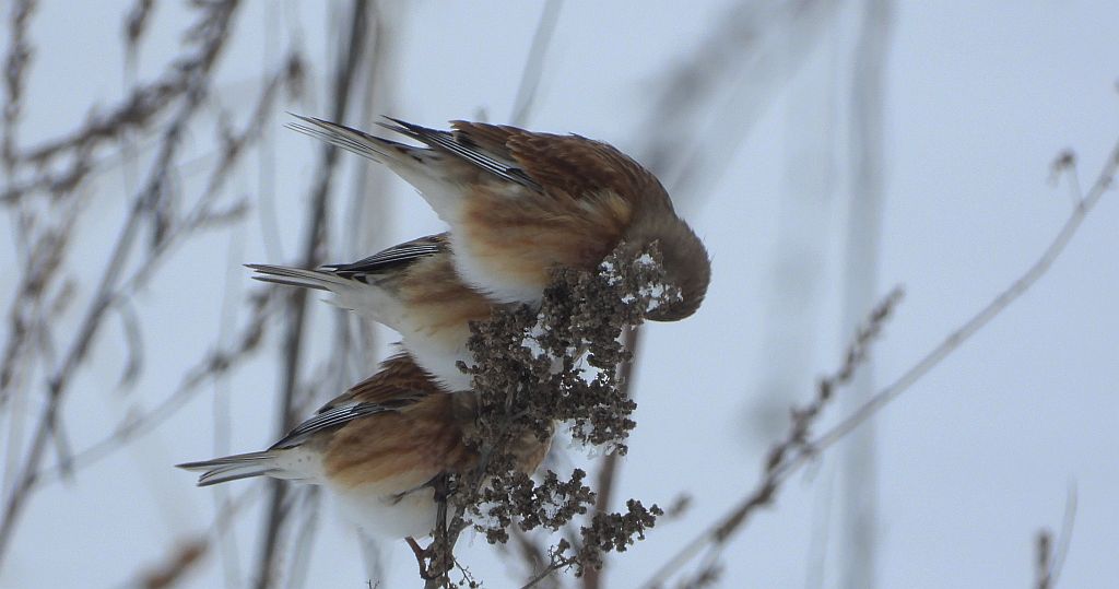 Makolągwa zwyczajna, makolągwa (Linaria cannabina)