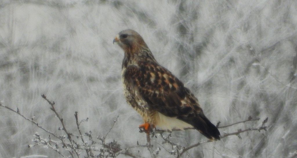 Myszołów włochaty (Buteo lagopus)