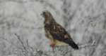 Myszołów włochaty (Buteo lagopus)