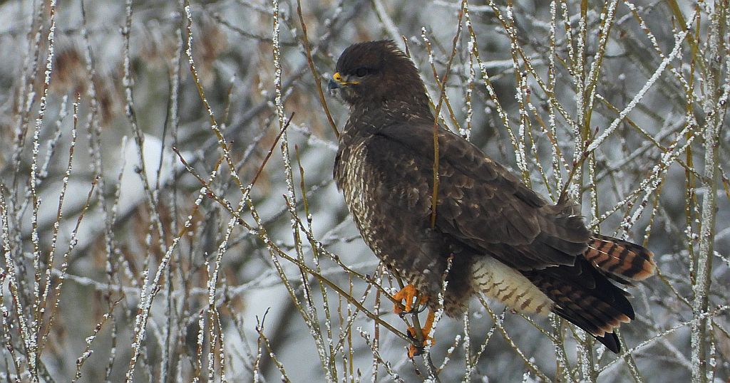 Myszołów zwyczajny, myszołów (Buteo buteo)