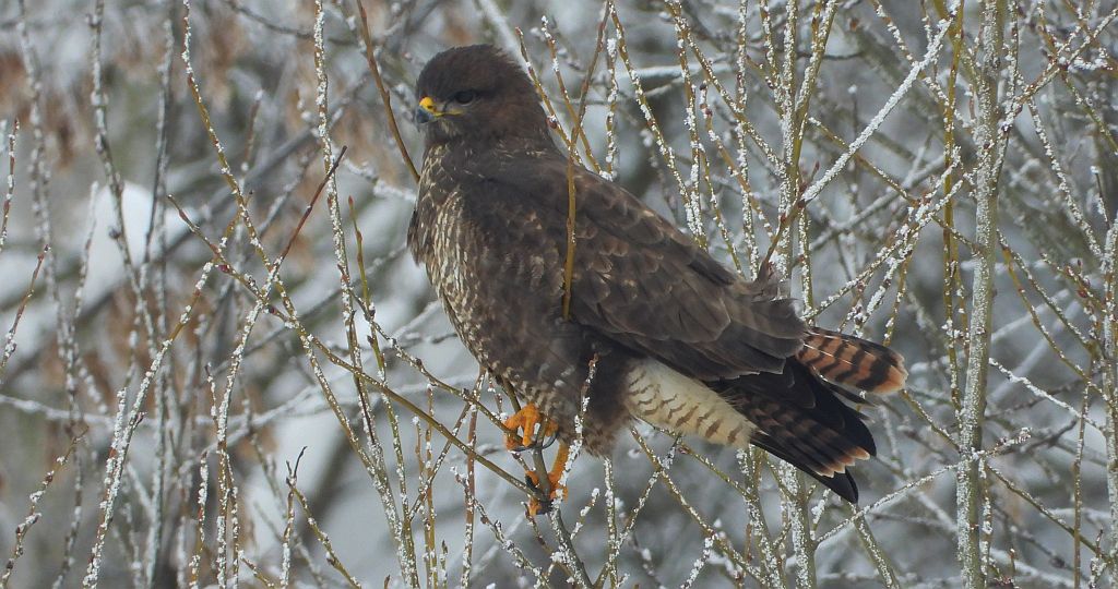 Myszołów zwyczajny, myszołów (Buteo buteo)