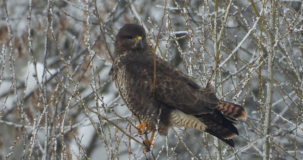 Myszołów zwyczajny, myszołów (Buteo buteo)