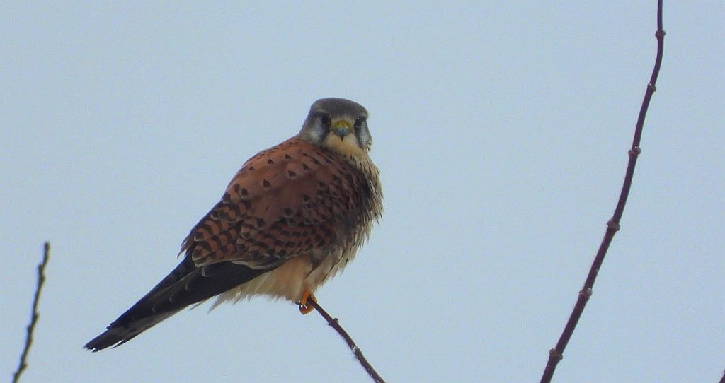 Pustułka (Falco tinnunculus)