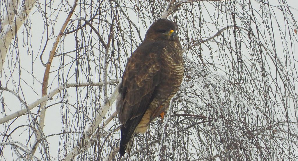 Myszołów zwyczajny, myszołów (Buteo buteo)