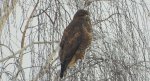 Myszołów zwyczajny, myszołów (Buteo buteo)