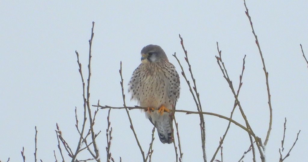 Pustułka (Falco tinnunculus)