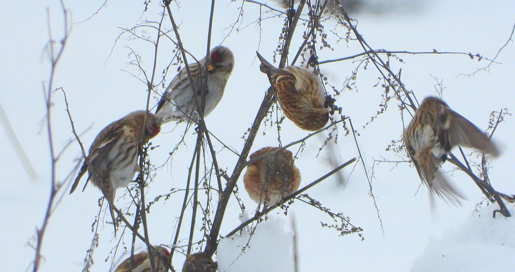 Czeczotka zwyczajna, czeczotka (Acanthis flammea) i makolągwa zwyczajna, makolągwa (Linaria cannabina)