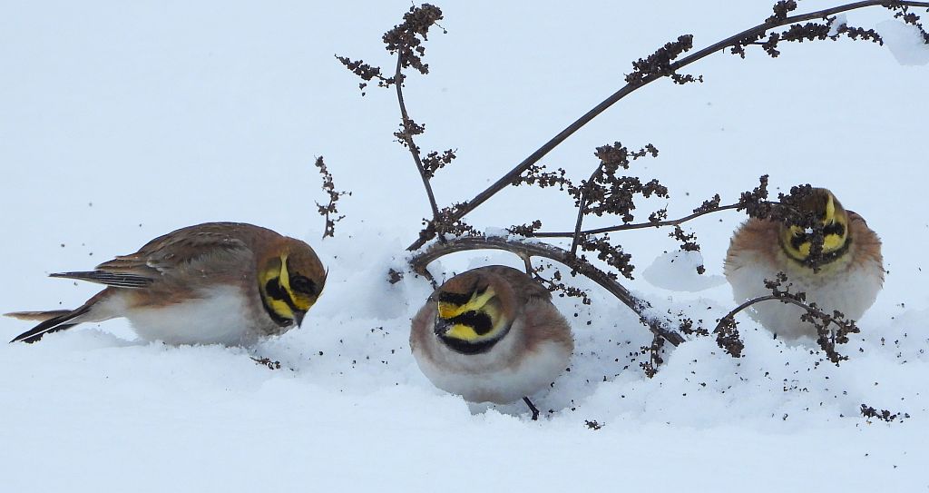 Górniczek (Eremophila alpestris)