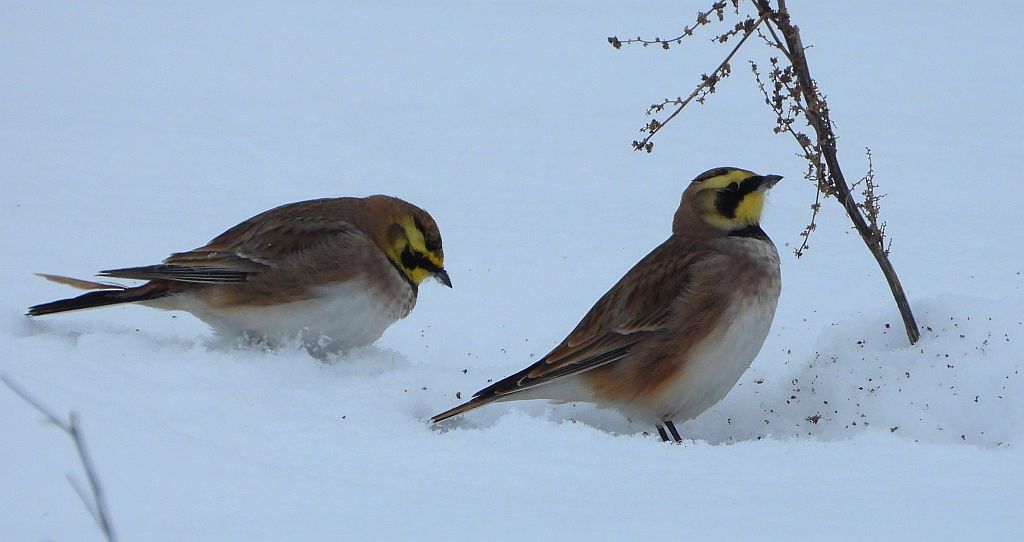 Górniczek (Eremophila alpestris)