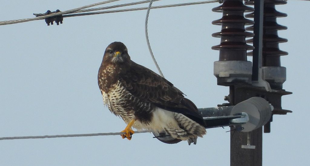 Myszołów zwyczajny, myszołów (Buteo buteo)