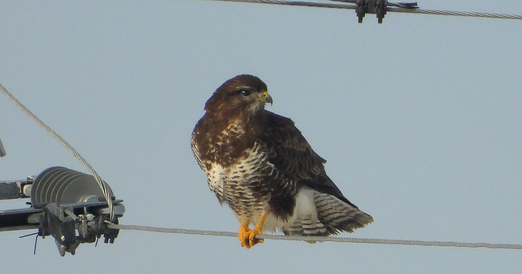 Myszołów zwyczajny, myszołów (Buteo buteo)
