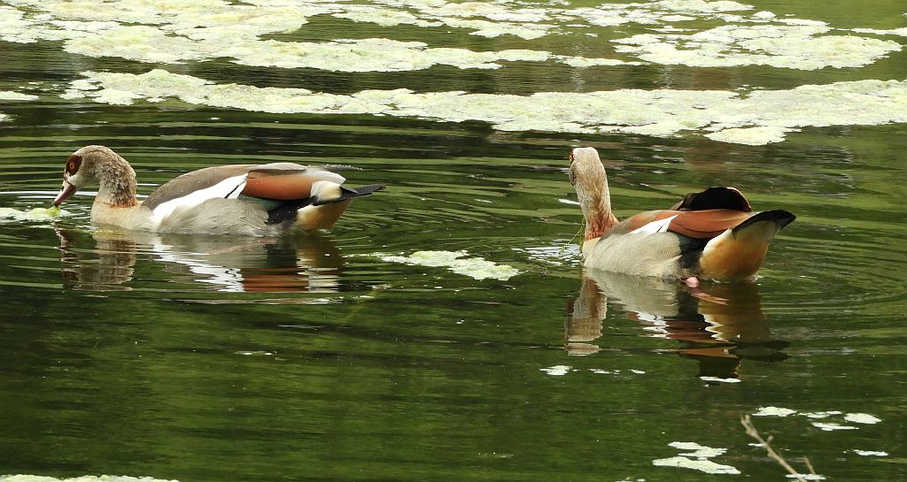 Kazarka egipska, gęsiówka egipska, gęś egipska (Alopochen aegyptiaca)