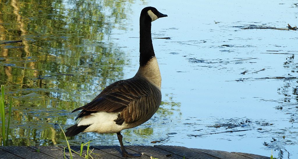 Bernikla kanadyjska (Branta canadensis)