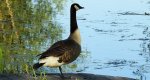 Bernikla kanadyjska (Branta canadensis)