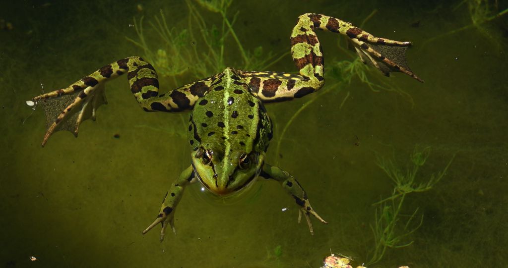 Żaba wodna (Pelophylax kl. esculentus, syn. Rana esculenta, właśc. Rana kl. esculenta)