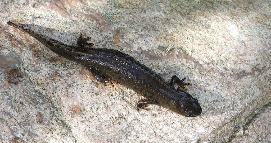 Traszka grzebieniasta (Triturus cristatus)