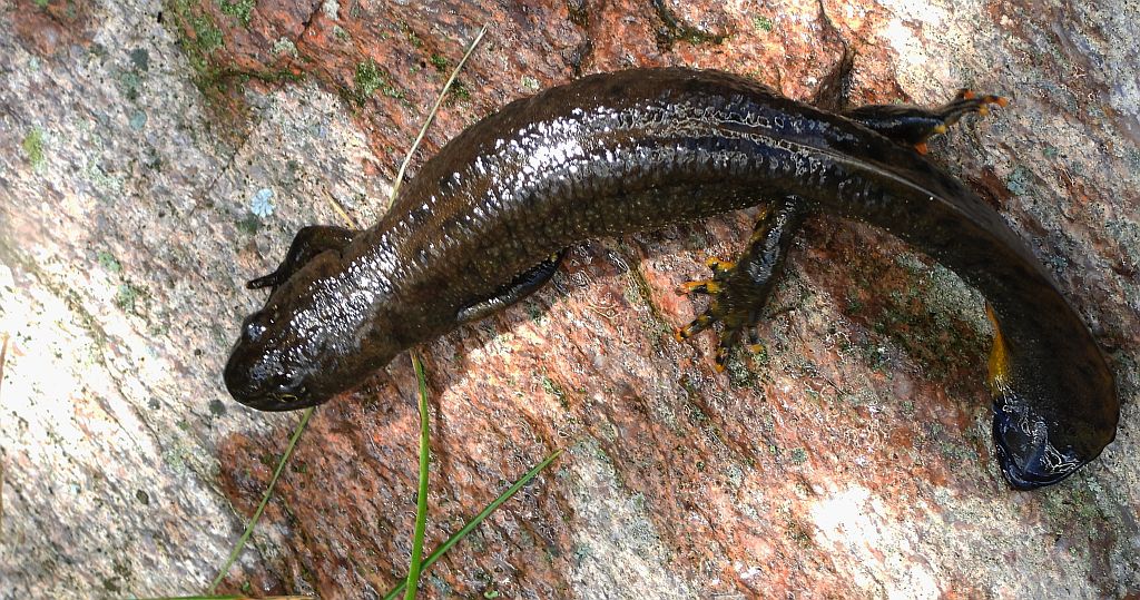 Traszka grzebieniasta (Triturus cristatus)