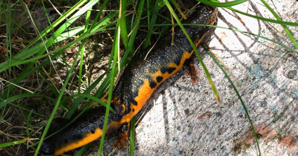 Traszka grzebieniasta (Triturus cristatus)