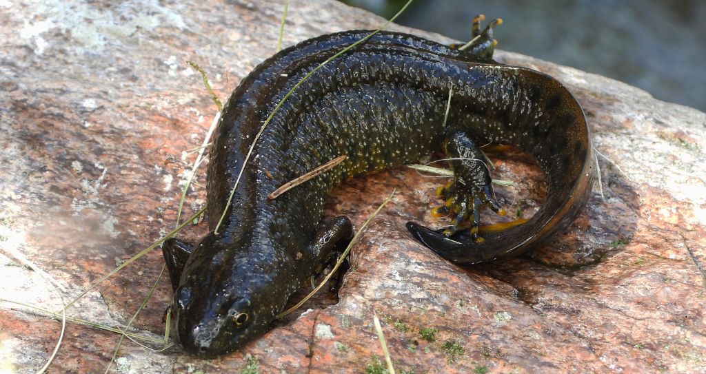 Traszka grzebieniasta (Triturus cristatus)