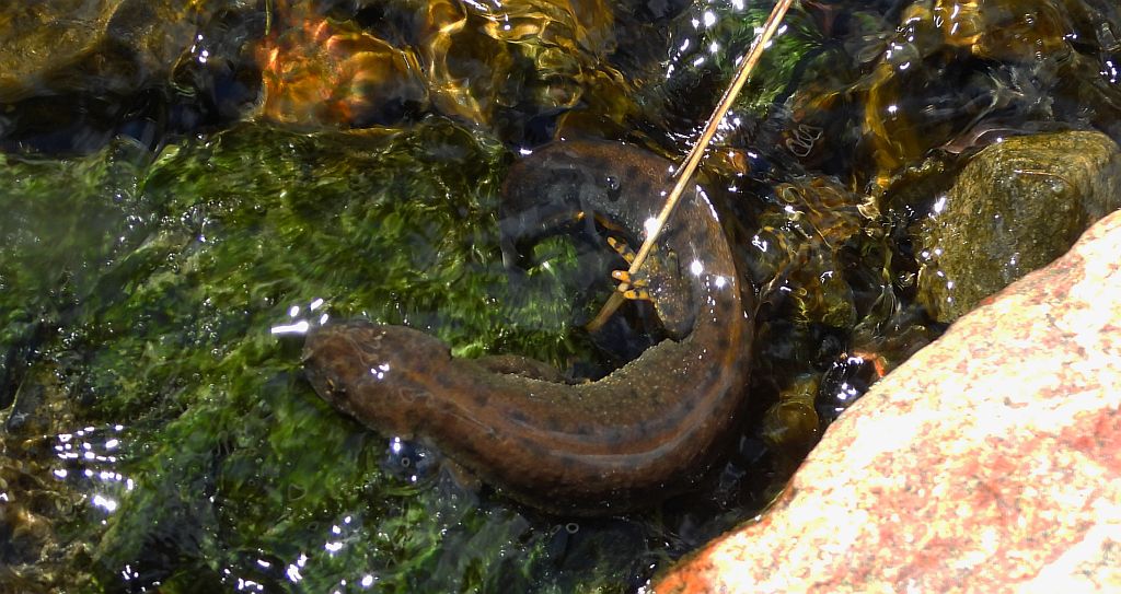 Traszka grzebieniasta (Triturus cristatus)