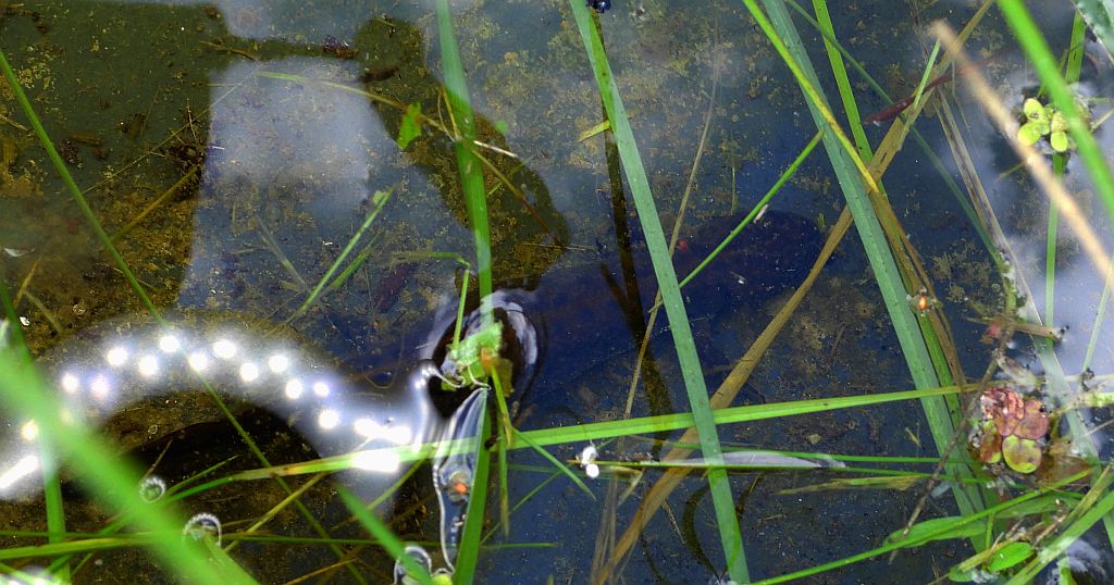 Traszka grzebieniasta (Triturus cristatus)