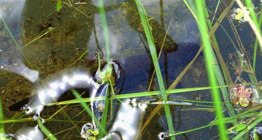 Traszka grzebieniasta (Triturus cristatus)