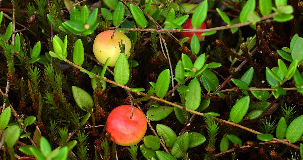 Żurawina błotna (Vaccinium oxycoccos, Oxycoccus palustris)