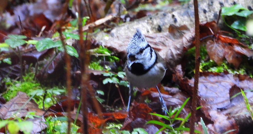 Czubatka europejska, czubatka, sikora czubatka, sikora czubata (Lophophanes cristatus)