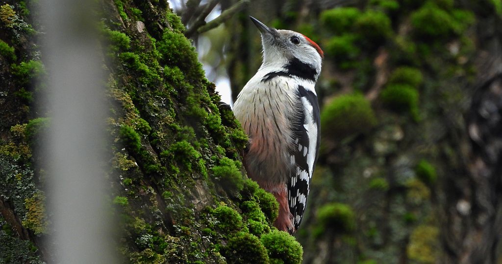 Dzięcioł średni (Dendrocopos medius)