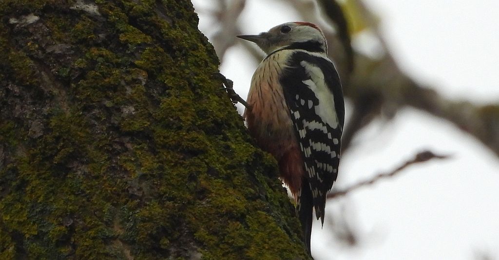 Dzięcioł średni (Dendrocopos medius)
