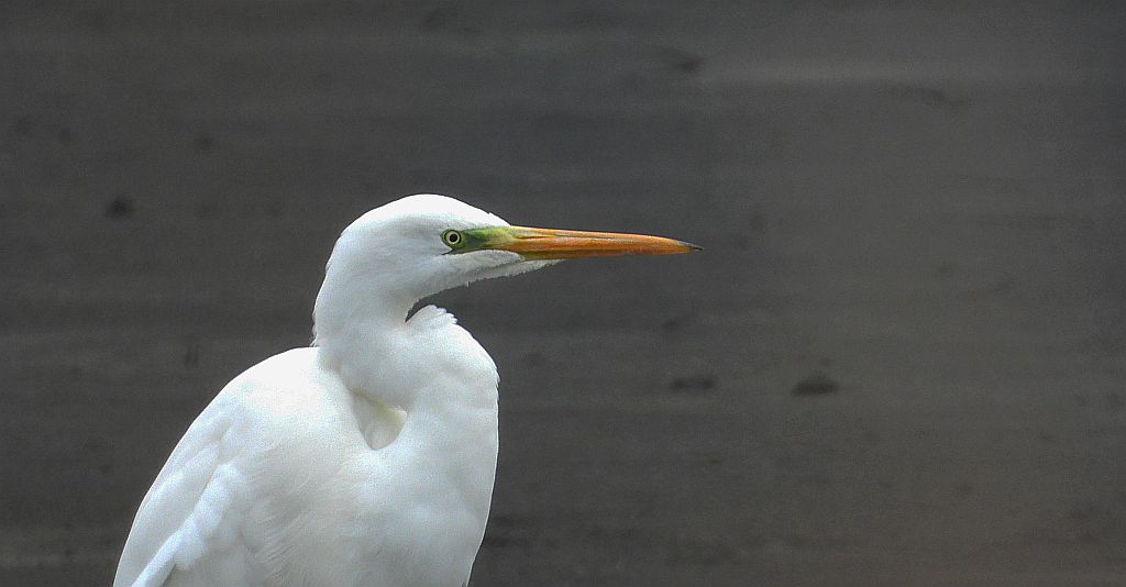 Czapla biała (Egretta alba)