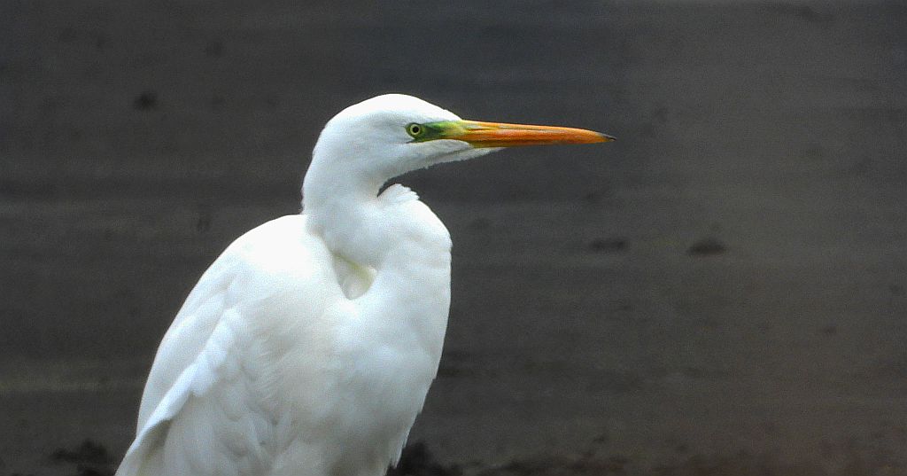 Czapla biała (Egretta alba)