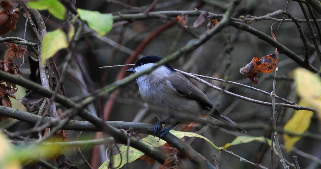 Sikora uboga, szarytka, błotniczka, sikora trzcinna (Poecile palustris)