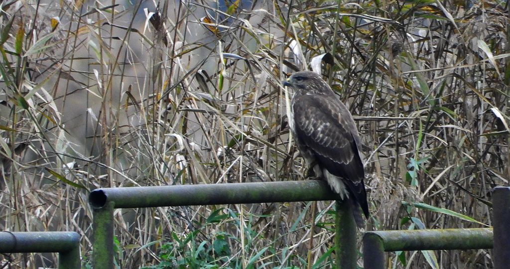 Myszołów zwyczajny, myszołów (Buteo buteo)