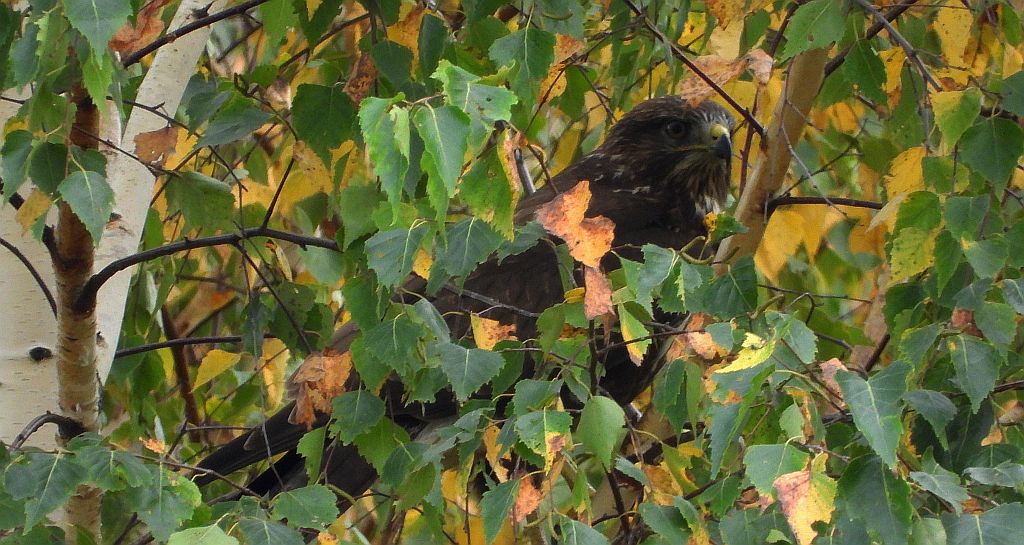 Myszołów zwyczajny, myszołów (Buteo buteo)