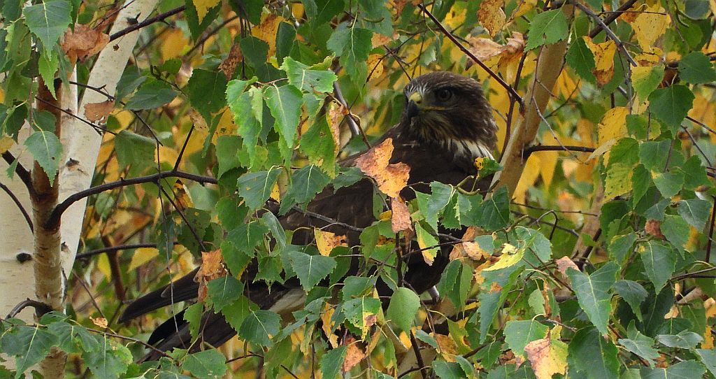 Myszołów zwyczajny, myszołów (Buteo buteo)