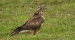 Myszołów zwyczajny, myszołów (Buteo buteo)