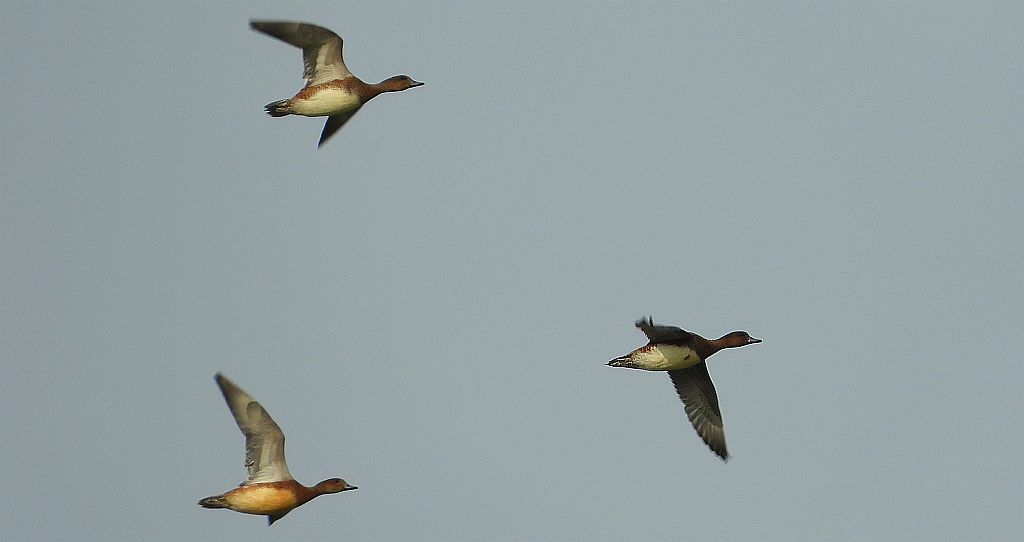 Świstun zwyczajny, świstun (Mareca penelope)