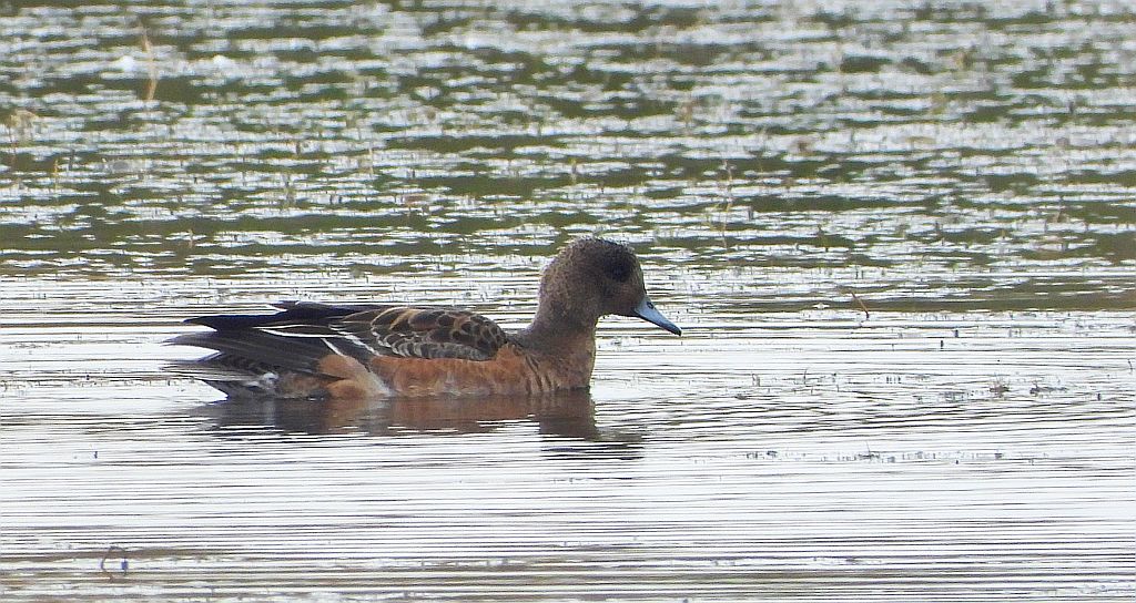 Świstun zwyczajny, świstun (Mareca penelope)