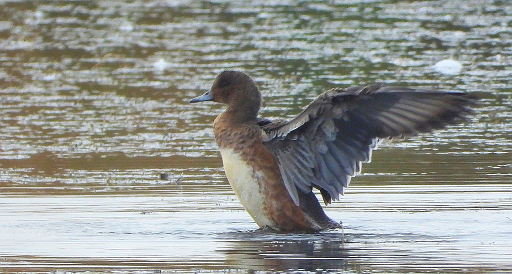 Świstun zwyczajny, świstun (Mareca penelope)