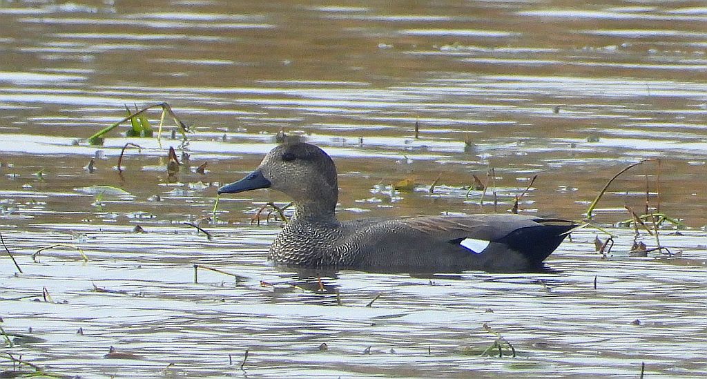 Krakwa, kaczka krakwa (Mareca strepera)