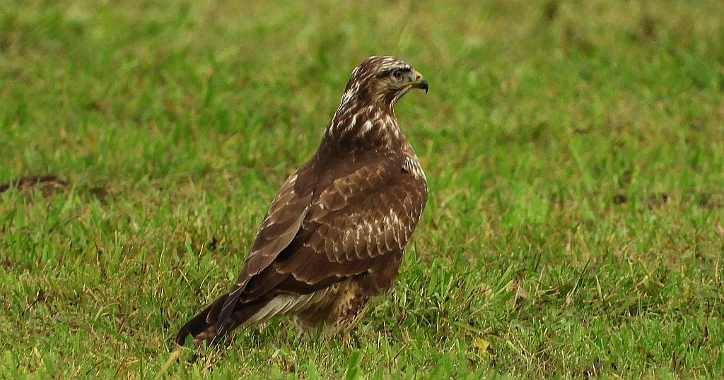 Myszołów zwyczajny, myszołów (Buteo buteo)