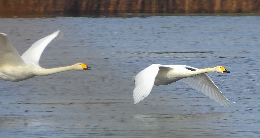 Łabędź krzykliwy (Cygnus cygnus)