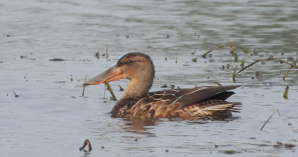 Płaskonos zwyczajny, płaskonos (Spatula clypeata)