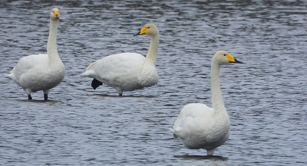 Łabędź krzykliwy (Cygnus cygnus)