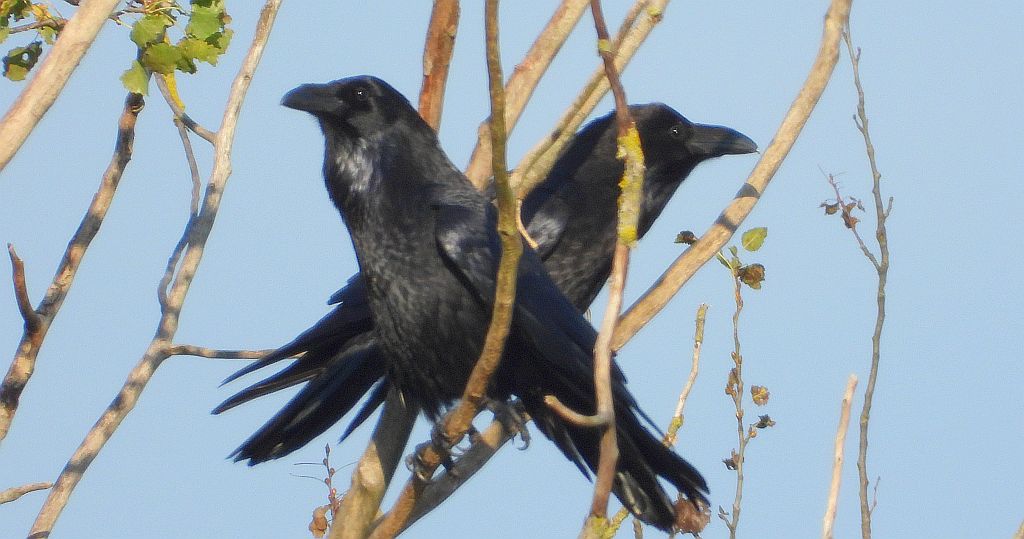 Kruk zwyczajny, kruk (Corvus corax)